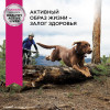 Eukanuba Adult Large Breed (Ягненок), 2.5 кг