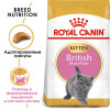 Royal Canin British Shorthair Kitten для котят