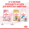 Royal Canin Kitten Instinctive (желе), 85 г