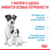 Royal Canin Mini Starter для собак